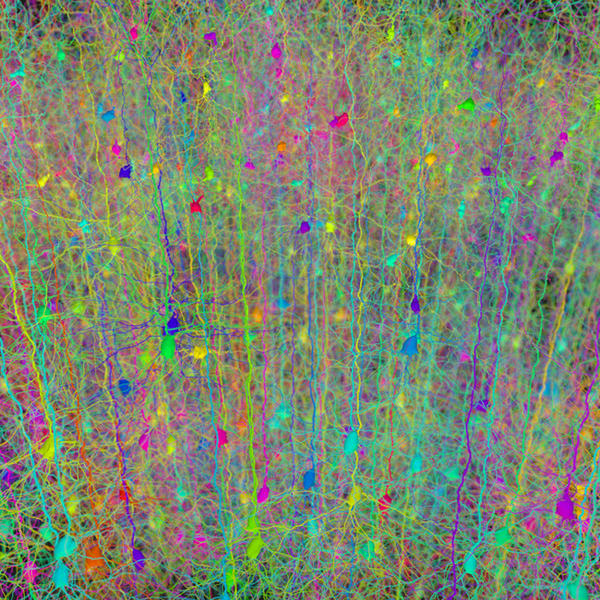 Forest of synthetic pyramidal dendrites grown using Cajal's laws of neuronal branching